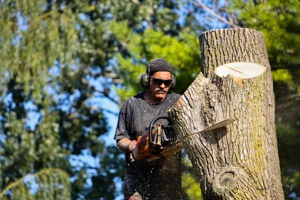 Wiese Tree Service LLC Mobile Tree Care Experts