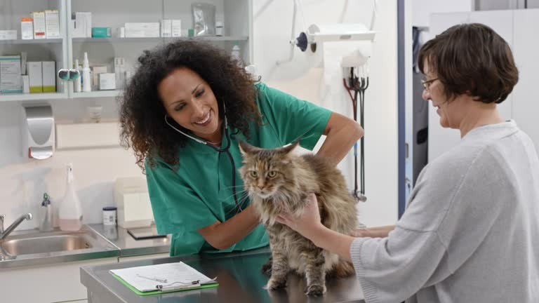 Norwegian Forest Cat Care, Personality, and Essential Tips